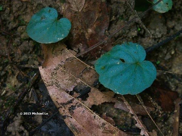 B. martabanica var. pseudoclivalis